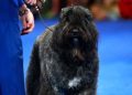 Teen’s Prom Dress Delivery Ends up Saving Her ‘Severely Hurt’ Dog