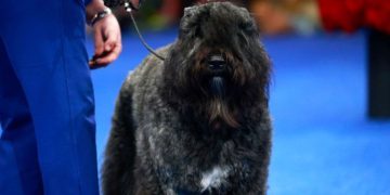 Teen’s Prom Dress Delivery Ends up Saving Her ‘Severely Hurt’ Dog