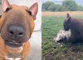 English Bull Terrier Is Everything Except an ‘Excellent Guard Dog’