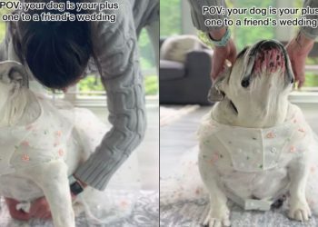 Bulldog Is the Perfect Plus One To Wedding With Adorable Outfit