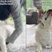 Bulldog Is the Perfect Plus One To Wedding With Adorable Outfit