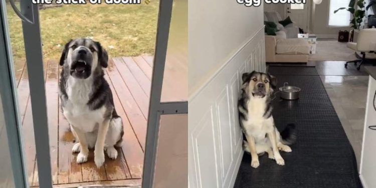 Dog Has a Valid Reason for Being Afraid of Household Objects