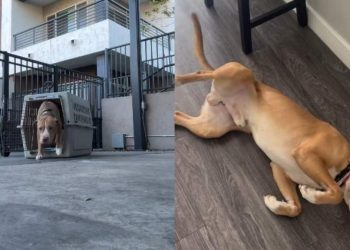 Shelter Dog Pauses Before Leaving His Crate, Then Realizes He Can Trust Foster Mom