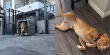 Shelter Dog Pauses Before Leaving His Crate, Then Realizes He Can Trust Foster Mom
