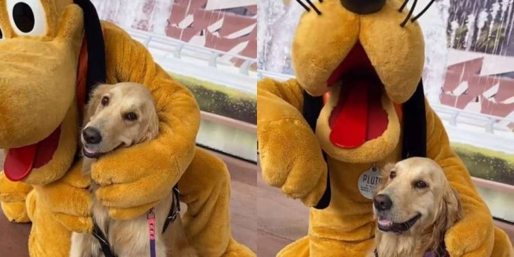 Golden Retriever Service Dog Beams as Pluto Gives Her a Hug