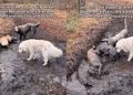 Two Golden Retrievers Went for a Walk, Came Back as Chocolate Labs