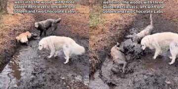 Two Golden Retrievers Went for a Walk, Came Back as Chocolate Labs