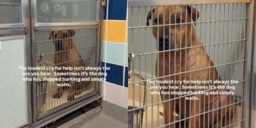 Shelter Dog’s ‘Loudest Cry for Help’ Doesn’t Need Words To Be Heard