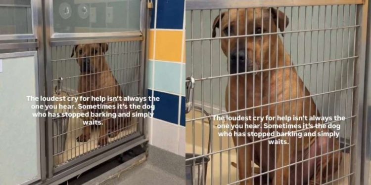Shelter Dog’s ‘Loudest Cry for Help’ Doesn’t Need Words To Be Heard