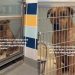 Shelter Dog’s ‘Loudest Cry for Help’ Doesn’t Need Words To Be Heard