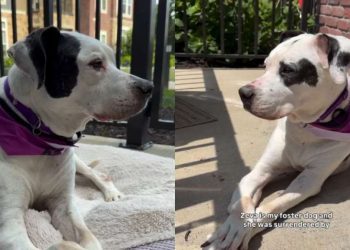 Senior Shelter Dog Who Lost Only Family She Ever Knew Finally Gets a Promise of Home
