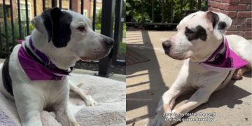 Senior Shelter Dog Who Lost Only Family She Ever Knew Finally Gets a Promise of Home