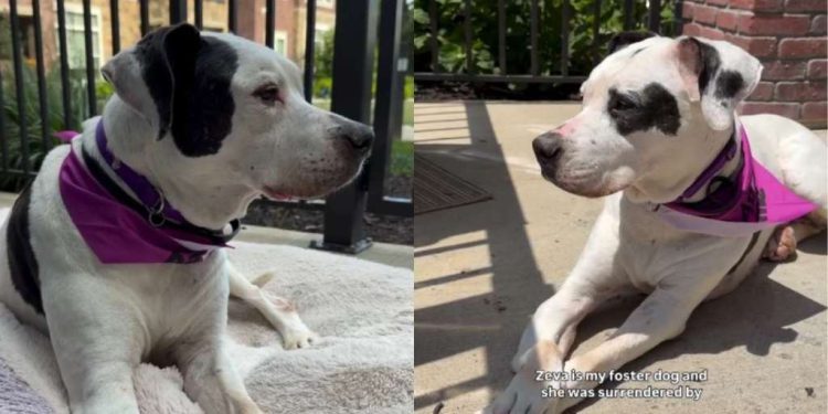Senior Shelter Dog Who Lost Only Family She Ever Knew Finally Gets a Promise of Home