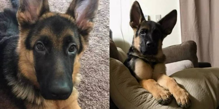 Owner Grieves Late Dog by Holding Cherished Memories Close