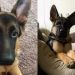 Owner Grieves Late Dog by Holding Cherished Memories Close