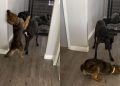 Dog Starving on Streets Marks Major Milestone After Rescue