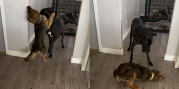 Dog Starving on Streets Marks Major Milestone After Rescue