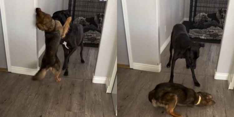 Dog Starving on Streets Marks Major Milestone After Rescue