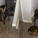 Dog Starving on Streets Marks Major Milestone After Rescue