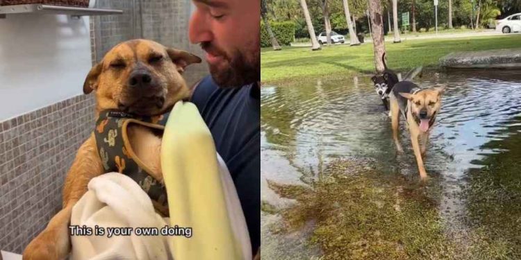 Rescue Dog Who Always Avoided Water Surprises Dad by Jumping Into Rain Puddle