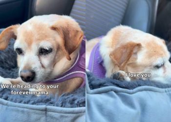 Foster Dog Gets One Last Pep Talk Before Adoption & It’s a Tear-Jerker