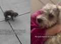 Injured Puppy Found on the Street Gets a Second Chance at Life