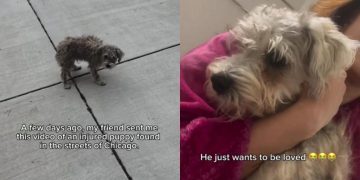 Injured Puppy Found on the Street Gets a Second Chance at Life