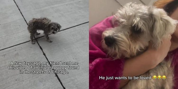 Injured Puppy Found on the Street Gets a Second Chance at Life