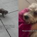 Injured Puppy Found on the Street Gets a Second Chance at Life