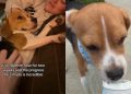 ‘Terrified’ Foster Dog Rescued From Lab Makes Incredible Progress