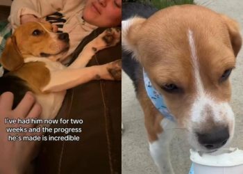 ‘Terrified’ Foster Dog Rescued From Lab Makes Incredible Progress