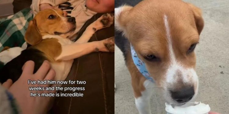 ‘Terrified’ Foster Dog Rescued From Lab Makes Incredible Progress