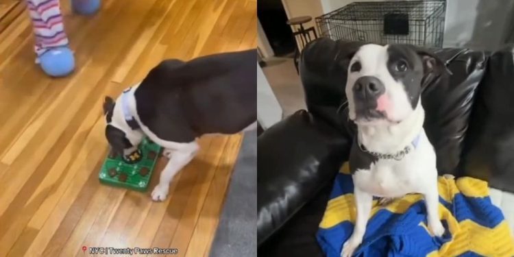 Shelter Dog Who Almost Lost Her Chance at Life Hopes for a Loving Home