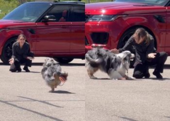 Dog Sees Grandma & Runs Straight to Her Like It’s the Best Day of Her Life