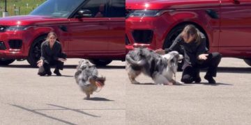 Dog Sees Grandma & Runs Straight to Her Like It’s the Best Day of Her Life