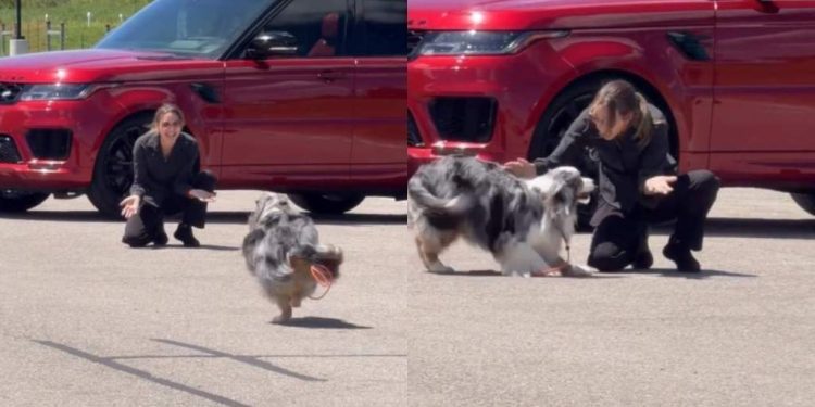 Dog Sees Grandma & Runs Straight to Her Like It’s the Best Day of Her Life