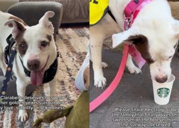 Senior Dog Let Down Again & Again, Still Chooses Love as She Waits To Be Adopted