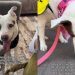 Senior Dog Let Down Again & Again, Still Chooses Love as She Waits To Be Adopted