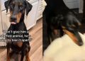 Big Dog Is So Gentle With His Toys Like They’re His Most Precious Treasures