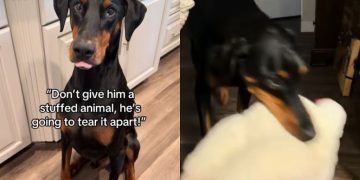 Big Dog Is So Gentle With His Toys Like They’re His Most Precious Treasures