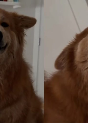 This Clever Dog Realized There Was a Faster Way to Get Scratches
