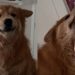 This Clever Dog Realized There Was a Faster Way to Get Scratches