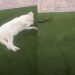 Stubborn Dog Suddenly Becomes Extremely Cooperative After Noticing Snake