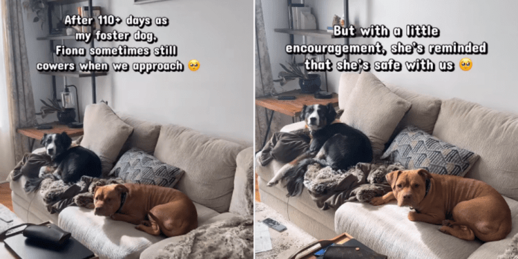 Rescue Dog Still Cowers in Foster Home Until Gentle Reminder Helps Her Feel Safe