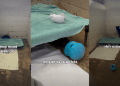 ‘Scared’ Shelter Dog Who Hides Under Kennel Bed Needs One Chance
