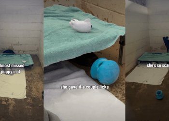 ‘Scared’ Shelter Dog Who Hides Under Kennel Bed Needs One Chance