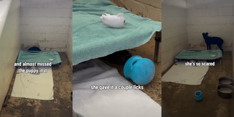 ‘Scared’ Shelter Dog Who Hides Under Kennel Bed Needs One Chance