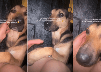 Dog Hates Bath but Makes the Ultimate Compromise for Mom
