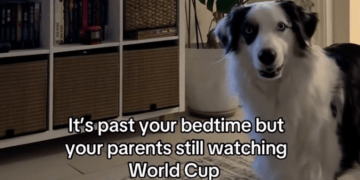 Dog Is Confused After Owners Delay Bedtime for World Cup Game