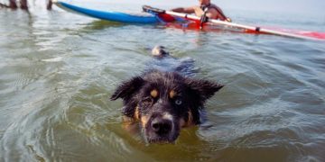 ‘Terrified’ Dog Rescued Nearly Three Miles Out to Sea After Wave Sweeps Him Away